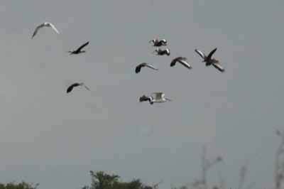  Royal Terns and Black-bellied Whistling-Ducks 