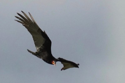  Yellow-headed Vulture 