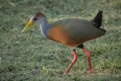  Russet-napped Wood-rail 