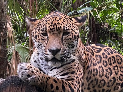  Jaguar 