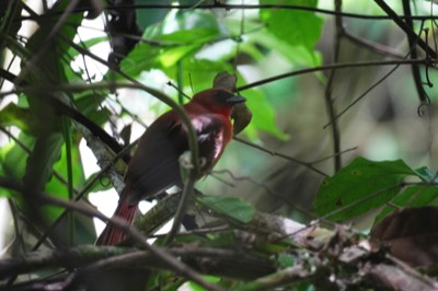  Red-throated Ant-tanager 