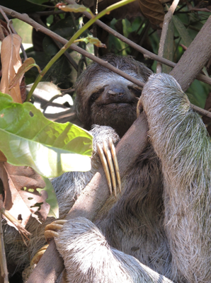  Smiling 3 toed sloth 