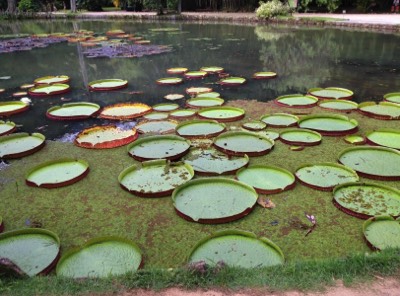  The Jardim Botanico is in the middle of the city, a wonderful place for an afternoon stroll 