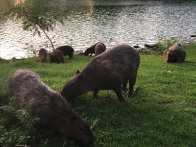  Capybaras near a lagoon in Barra just east of Rio. 