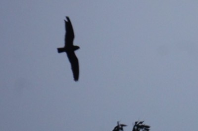  Short-tailed Nighthawk 