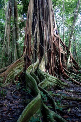  Buttressed roots 