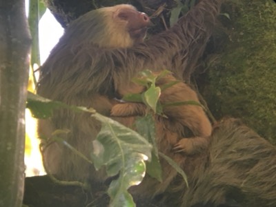  Two-toed Sloth mama 