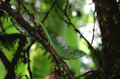  Basilisk Lizard 
