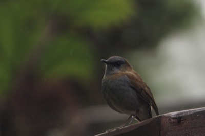  Black-billed Nightingale-Thrush 