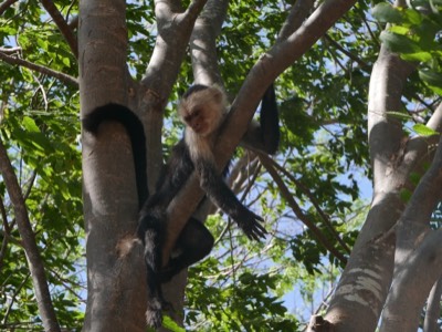  White-faced Capuchin Monkey 