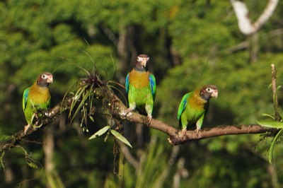  Brown-headed Parrots 