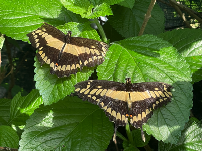  swallowtails 