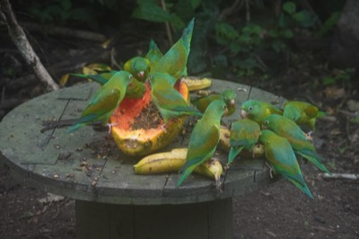  Olive-throated Parakeets 