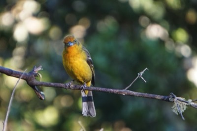  Flame-colored Tanager. female 