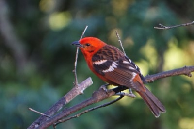  Flame-colored Tanager. male 