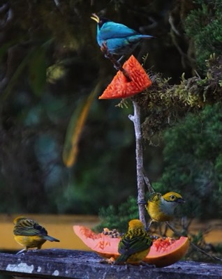  Green Honeycreeper and Silver-throated Tanagers 