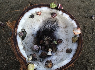  Hermit Crabs eating a coconut 