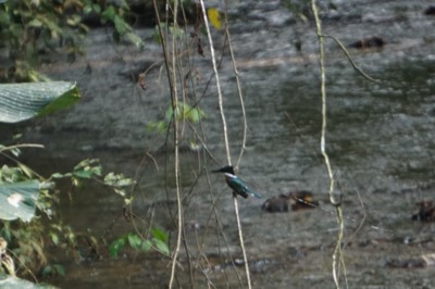  Amazon Kingfisher 