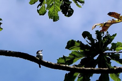  White-necked Puffbird 