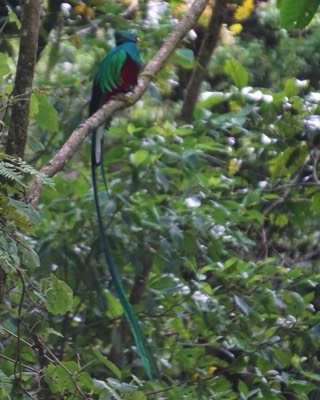  Resplendent Quetzal 